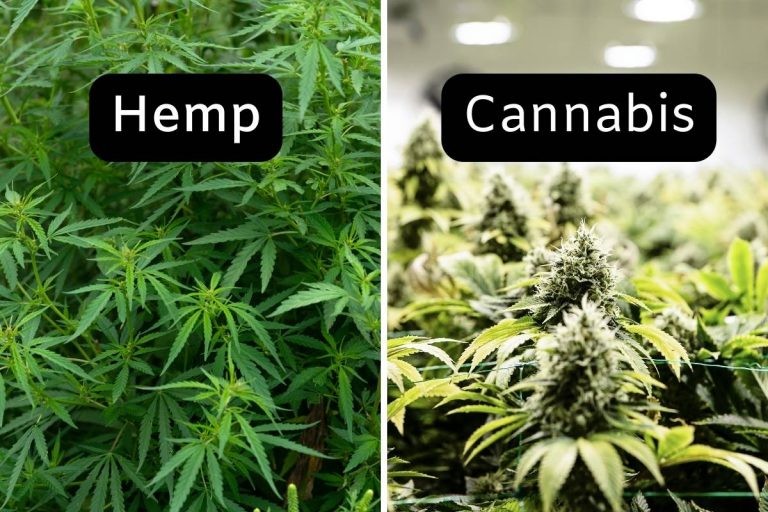 hemp vs cannabis