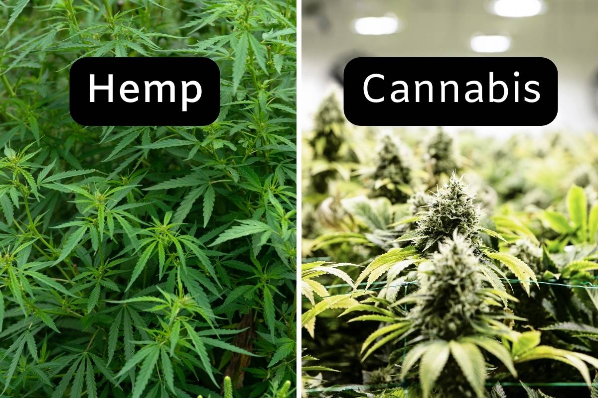 hemp vs cannabis